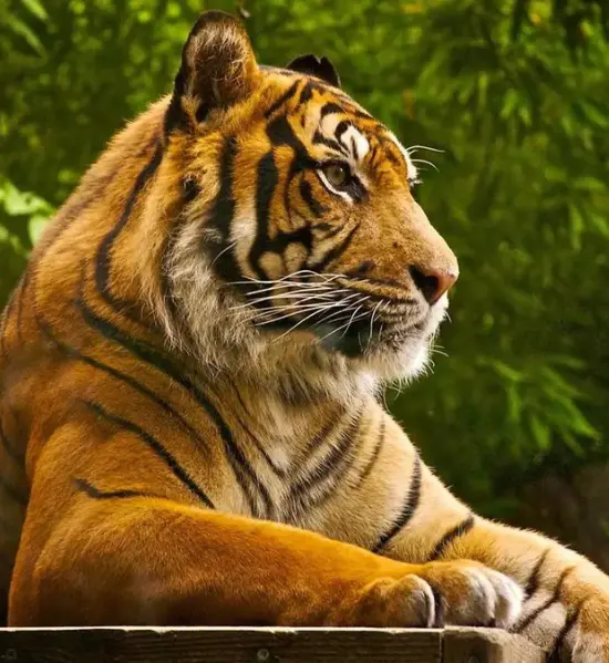 Rajaji Jeep Safari Wildlife