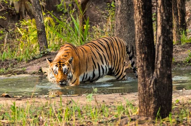 Rajaji Tour with Haridwar